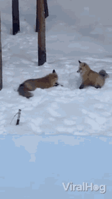 Fox Viralhog GIF - Fox Viralhog Snow GIFs