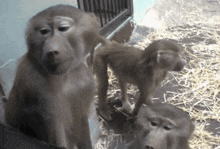 a couple of monkeys standing next to each other in a cage