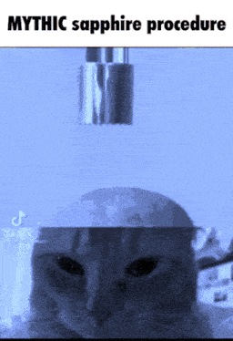 a picture of a cat with the caption 