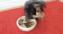 Cobaya Cuiqui Guinea Pig Cuyo Mascota Pets GIF