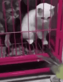 a white cat is sitting in a pink cage with other cats .