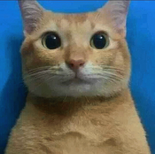 Gato Meme GIF - Gato Meme Foto - Descobrir E Compartilhar GIFs