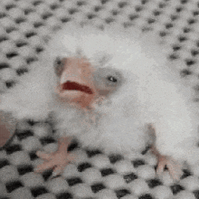 a baby bird is sitting on top of a checkered blanket .