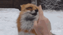 Fox Animal GIF - Fox Animal Cute GIFs