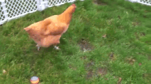 A Dog And It'S Hen GIF - Dog Chicken Friends GIFs