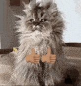 a fluffy cat is giving a thumbs up sign while sitting on a table .