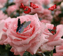 rosas rose butterfly sparkle glitter