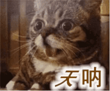 Cat Surprise GIF - Cat Surprise Shookt GIFs