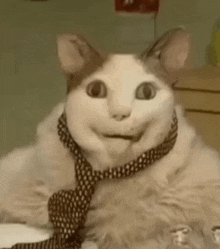 a cat wearing a scarf around its neck is smiling .