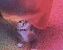 Cat Im Out GIF - Cat Im Out See Ya GIFs