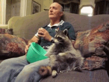 Cool Pet Is Cool. GIF - Raccoon Cool Pet Chilling GIFs