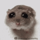 Sad Hamster Sadhamster GIF