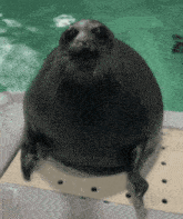 a seal is sitting on a ledge in front of the water