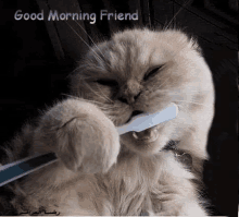 Good Morning Friend Dentist GIF - Good Morning Friend Dentist Cats GIFs