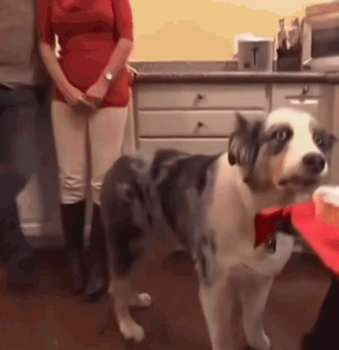 a black and white dog with a red bow tie is standing in front of a woman in a red dress .