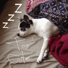 Dog Sleeping GIF - Dog Sleeping Chihuahua GIFs