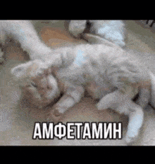 a kitten is laying on its back with the words amfetamin written on the bottom .