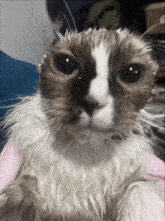 a close up of a cat 's face with a pink towel on its head