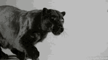 Black Melanistic GIF - Black Melanistic Leopard GIFs