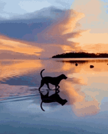 Dog On A Beach Dog GIF - Dog On A Beach Dog GIFs
