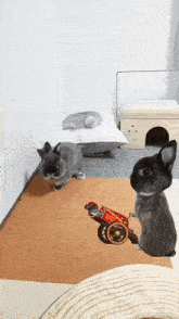 two rabbits are playing with a toy cannon on a rug