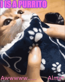Purrito Cat GIF - Purrito Cat Awww GIFs