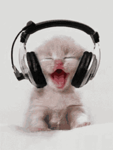 Cat When Jam Comes On GIF - Cat When Jam Comes On Music GIFs