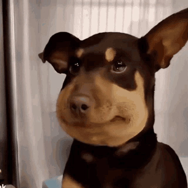 Bee Dog Dog Bee GIF - Bee Dog Dog Bee Dogs - Discover & Share GIFs