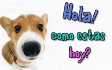 Dog Hola GIF - Dog Hola Hello GIFs