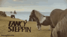 Fancy Steppin GIF - Fancy Fancysteppin Minihorse GIFs