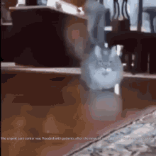 Cat Stubby GIF - Cat Stubby Stubby Cat GIFs