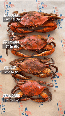 four crabs are lined up on a piece of paper that says crab place on it