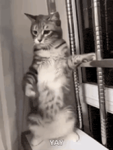 a cat is standing on its hind legs in front of a window and saying yay .