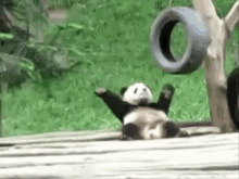 Dancing Panda GIF - Panda Animals Anim GIFs
