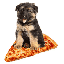 Pupoy Pizza GIF