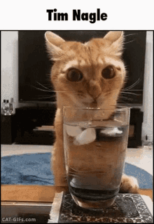Cat Tim Nagle GIF - Cat Tim Nagle Water GIFs
