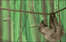 Sloth Stealing GIF - Sloth Stealing Monkey GIFs