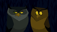 owls look at each other did you see that owl you see that