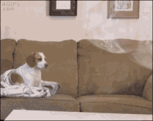 Bubbles Dogs GIF - Bubbles Dogs Funny Animals GIFs