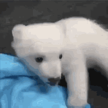 baby polar bear walking gif
