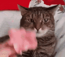 Flower Universe Cat Funny GIF - Flower Universe Cat Funny GIFs