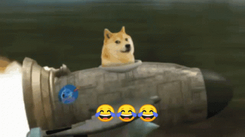 funny doge pictures