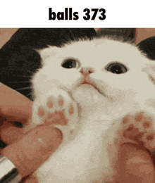 a black and white cat is being held in someone 's hands with the caption balls 373