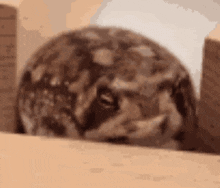 a close up of a frog sitting in a box .
