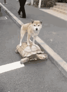 Dog Turtle GIF - Dog Turtle They See Me Rolling GIFs
