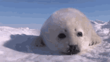 Seal Babyseal GIF - Seal Babyseal Harpseal GIFs