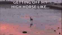 Highhorse Skipping GIF - Highhorse Skipping GIFs