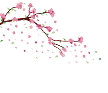 Flowers Cherry Blossoms GIF - Flowers Cherry Blossoms GIFs