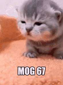 Mog67 Mog GIF - Mog67 Mog Mog Cat GIFs