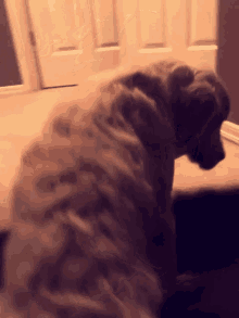 a dog is sitting on a wooden table with a door in the background